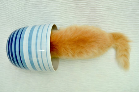 kitten in flowerpot