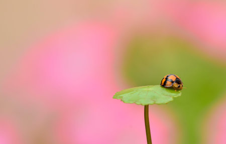 ladybug with romantic backgroundの写真素材