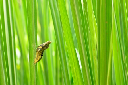 pupa on lemongrassの写真素材
