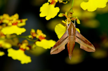 moth on dancing doll orchid