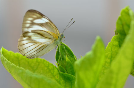 butterflyの写真素材