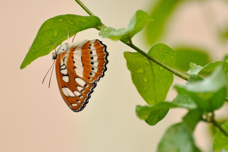 butterfly on leafの写真素材