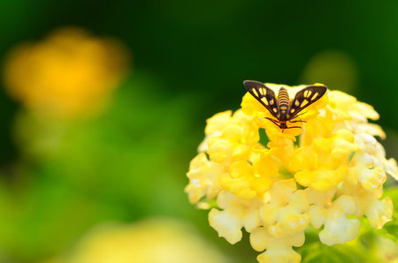 tiger moth on yellow flowerの写真素材