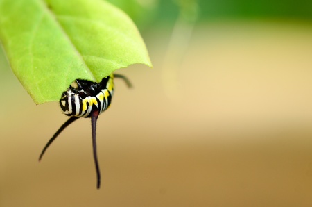 caterpillar plain Tiger butterflyの写真素材