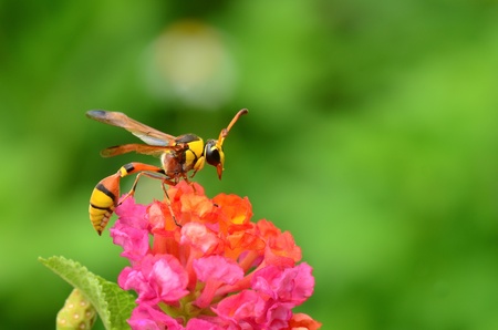 yellow waspの写真素材