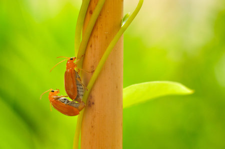 mating pair of orange beetle