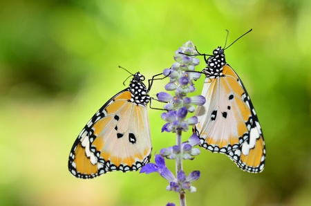 pair of plain tiger butterfly on sageの写真素材