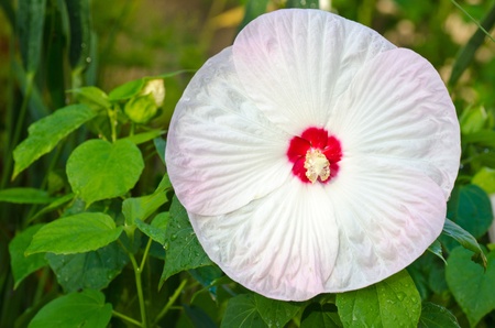 hibiscus moscheutosの写真素材