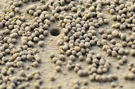 beach crab markingsの写真素材