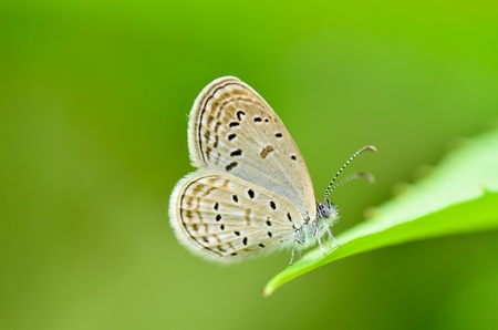 Zizeeria matsumura okinawana butterflyの写真素材