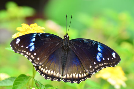 Blue Moon Butterfly
