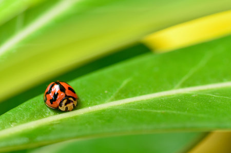 ladybug on leaf