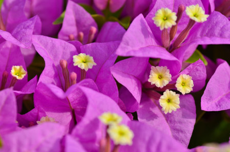 bougainvillea flower