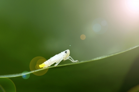 Leafhopper  Cicadellidae  Nymphの写真素材