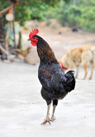 Cock standing on the farm. の写真素材