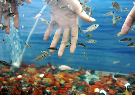 Hand in water with fishes (Fish spa for skin care).のeditorial素材