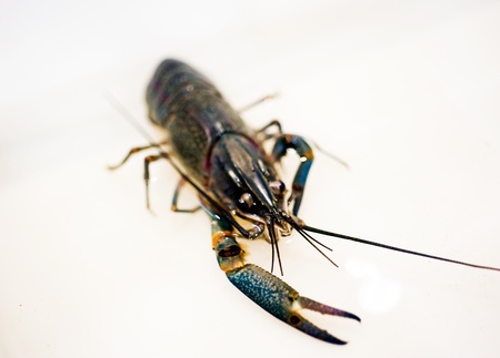 Alive crayfish poses in front of the chamberの写真素材