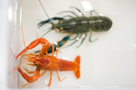 Alive crayfish poses in front of the chamberの写真素材