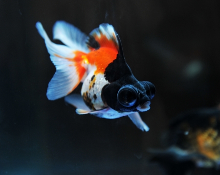 funny goldfish in fishbowl with funny action.
の写真素材