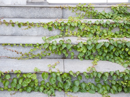 Stone stair path through plants.の写真素材