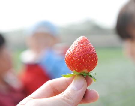 a red strawberry on hand. の写真素材