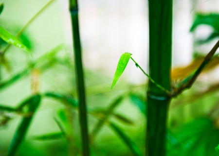 Beautiful fresh green Bamboo. Selective focus
の写真素材