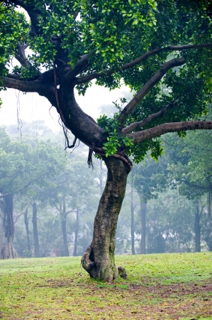 Banyan tree in south Chinese park.の写真素材