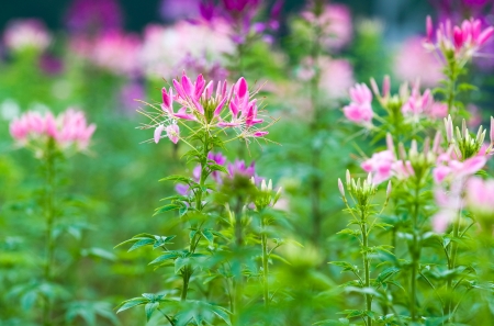 Close up of beautiful Cleome Spinosa.の写真素材