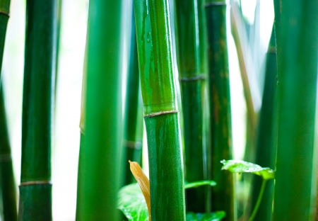 Zen bamboo forest green backgroundの写真素材