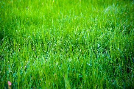 Field of fresh green grassの写真素材