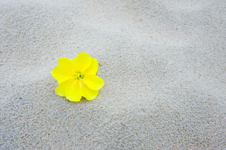 A shot of a single flower on the beachの写真素材