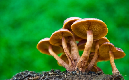 Group of mushrooms in the wood.の写真素材