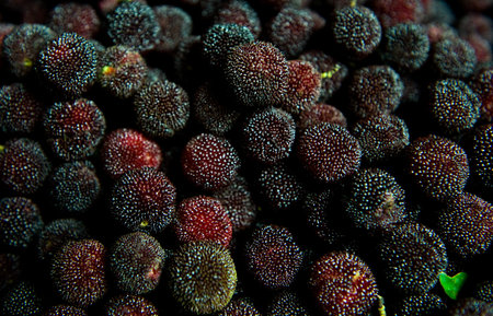 Many ripe waxberry on sale.の写真素材