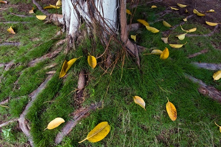 Trees roots and the falling leaves. の写真素材