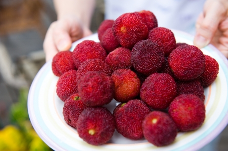 Many ripe waxberry on tray.の写真素材