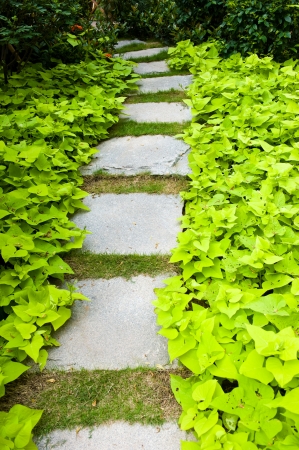 view of stone path in garden.の写真素材