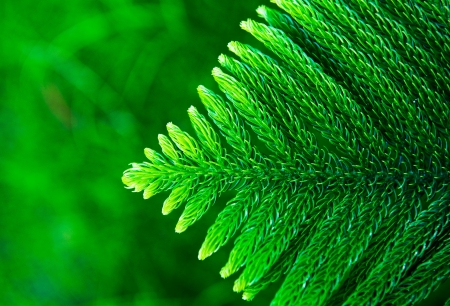 Close up of a Christmas tree.の写真素材