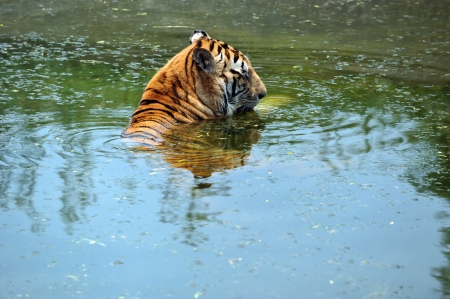 manchurian tiger in the water.の写真素材