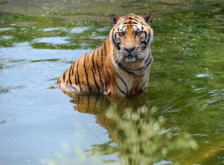 manchurian tiger in the water.の写真素材