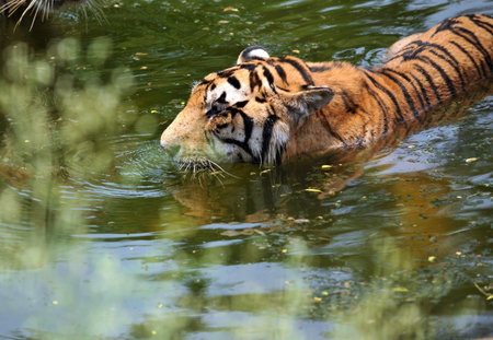 manchurian tiger in the water.