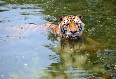 manchurian tiger in the water.