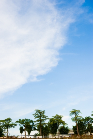 A row of green trees against a blue sky. の写真素材