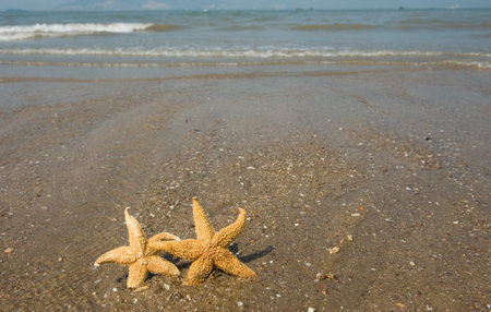 Couple of Starfish walking on the beach.の写真素材