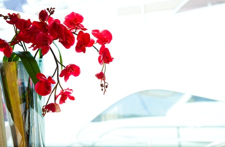 red moth orchid in a vase. 
の写真素材