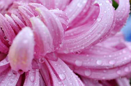 detail of water drop on pink daisy petals, shallow focus.の写真素材