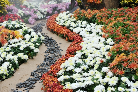 colorful chrysanthemum and daisy flowers. の写真素材