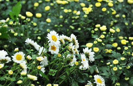 White and yellow daisies in a field,