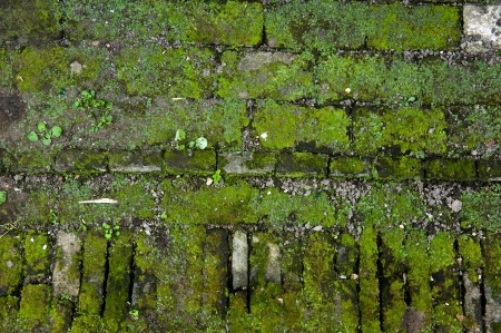 Texture of  old brick wall with green moss.の写真素材