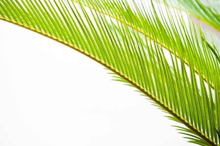 detail of green palm tree leaves texture.の写真素材