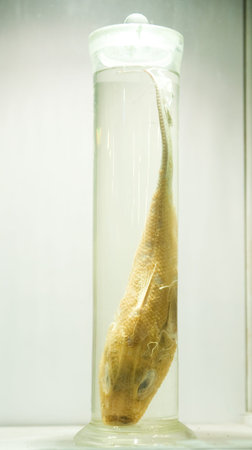 fish in formalin in a glass vessel.の写真素材